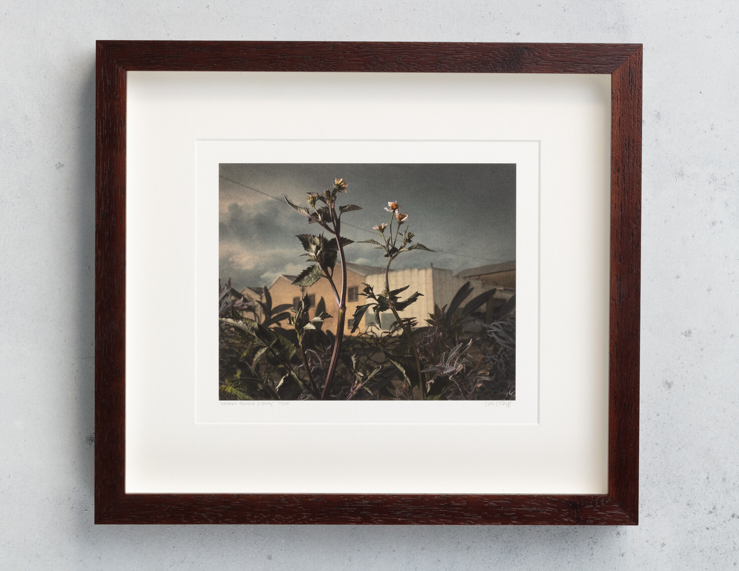 Botanical Inquiry 2017